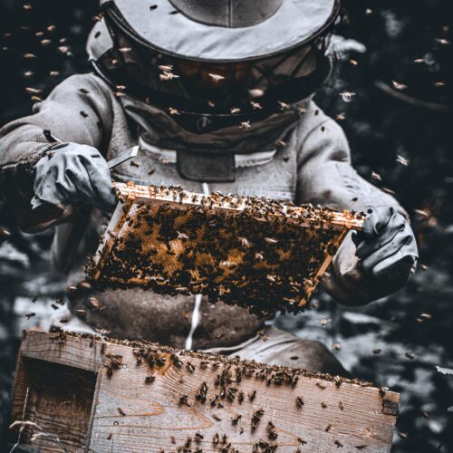Full Day - Discover Beekeeping Experience + Beeswax Candle making