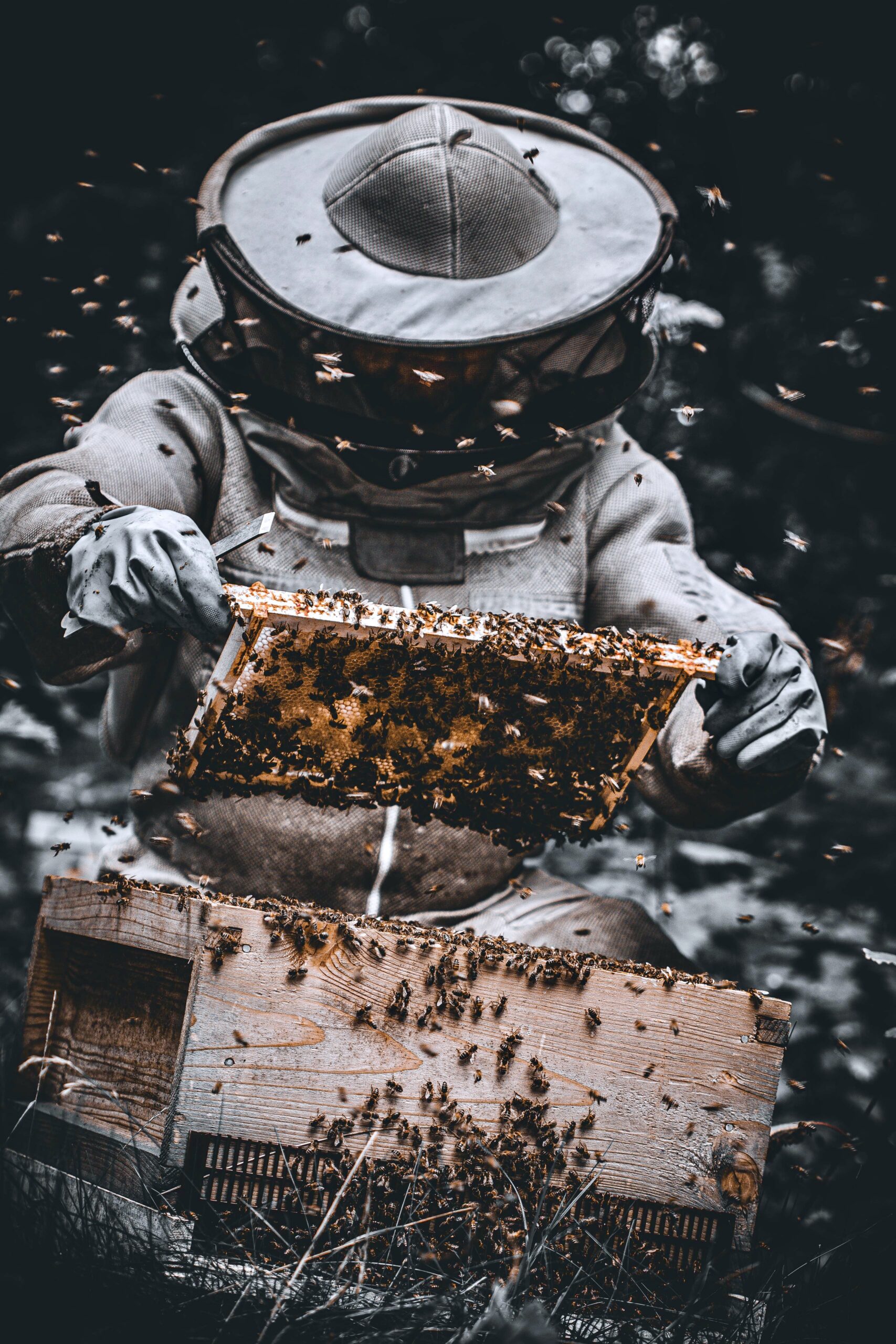 Full Day - Discover Beekeeping Experience + Beeswax Candle making