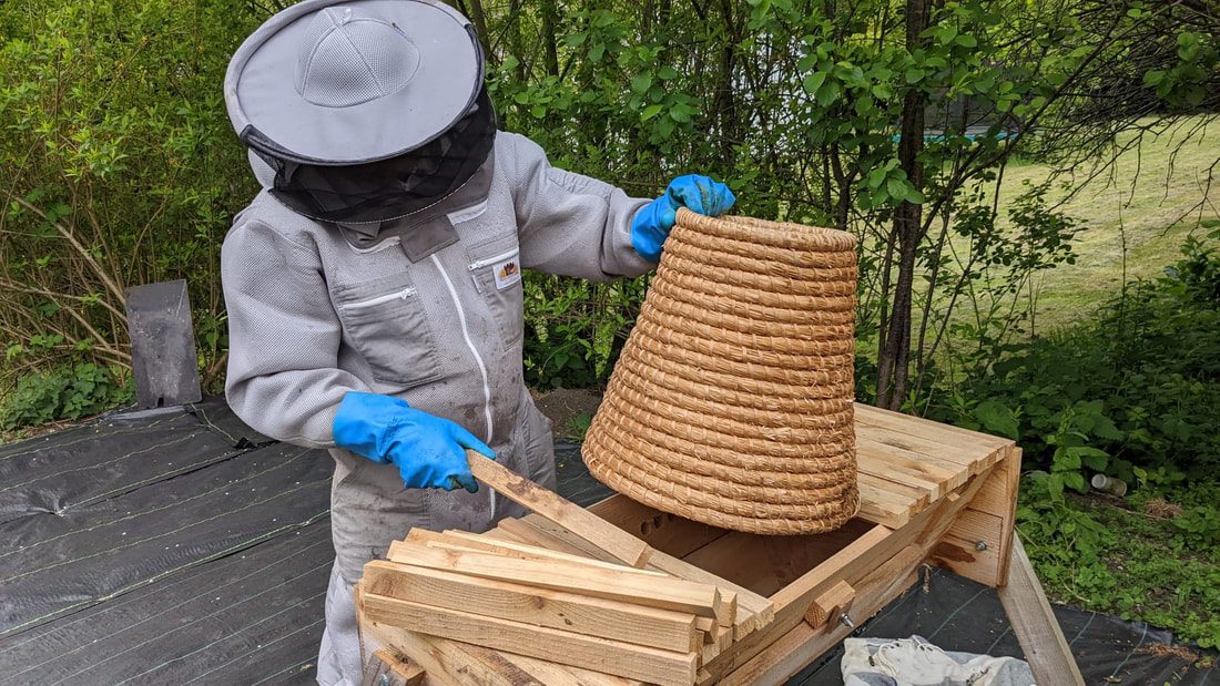 Beekeeper with traditional skep
