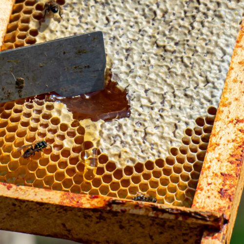 Honey Club - Monthly 3 Jars