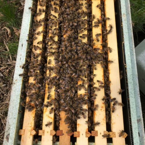 Six frame nucleus bee colony with 2025 Buckfast queen