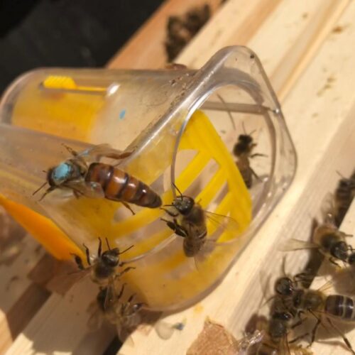 Mated queen bee for beekeeping colony from Kent apiary